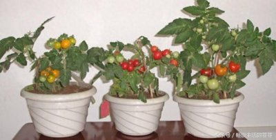 ​盆栽西红柿要是不会打叉掐尖，干脆就不要种植了