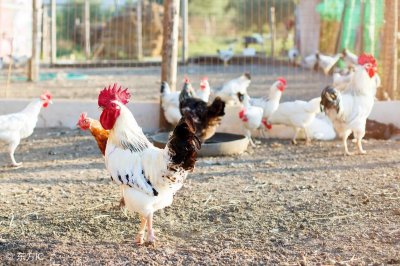 ​发酵床养鸡技术介绍