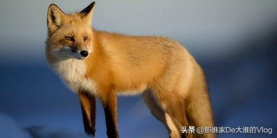 ​狐狸发出什么叫声？百科知识