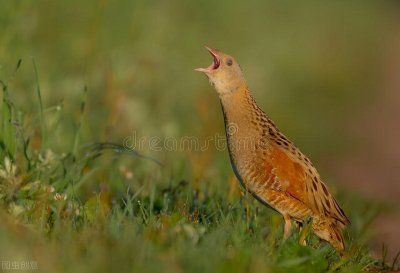 ​农村稻田常见的禾鸡，你们那还有吗？突然消失的背后发生了什么？