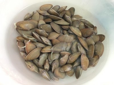 ​花甲粉丝？你究竟吃的是花甲粉丝还是沙甲粉丝呢？