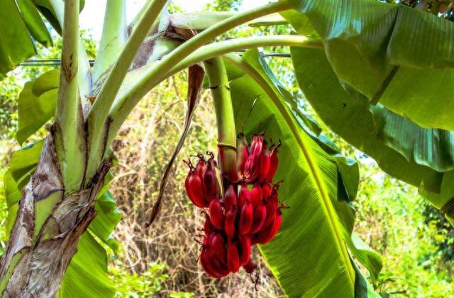 “奇葩”水果之一：“红香蕉”，您吃过吗？果脂饱满，口感软糯