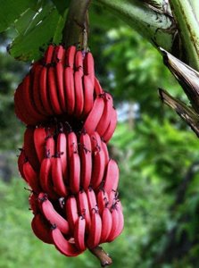 ​“奇葩”水果之一：“红香蕉”，您吃过吗？果脂饱满，口感软糯