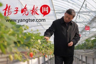 ​草莓里的“白雪公主”，你见过吗？