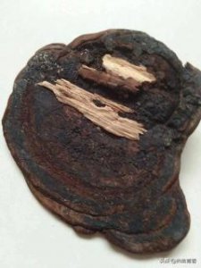 ​农村有种传说中的菌叫“棺材菌”你见过吗？