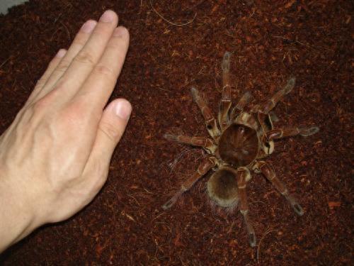 世界上最大的蜘蛛，亚马逊巨人食鸟蛛毫无争议的当选