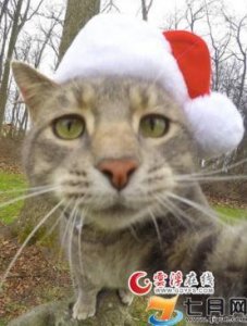 ​猫咪Manny自拍照合集 Manny主人是谁受关注