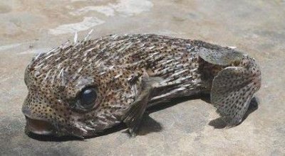 ​你们都是晒吃河豚，那这种刺豚你们吃过吗？看着都怕