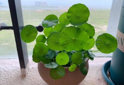 ​铜钱草怎么过冬？做好这一步，再冷也不怕，绿油油的很繁茂