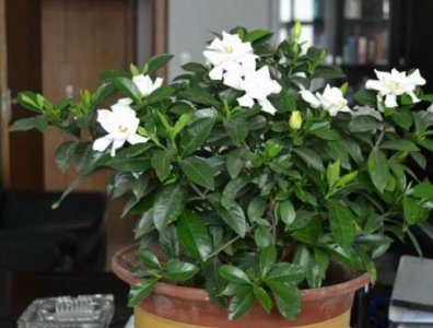 ​栀子花花苞掉落黄叶严重？从三方面找原因，你也可以养好它