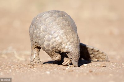 ​穿山甲鳞片很好吃？那是你没尝过指甲