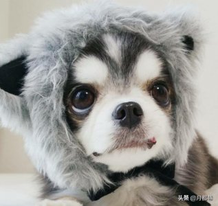 ​小鹿犬与吉娃娃的区别