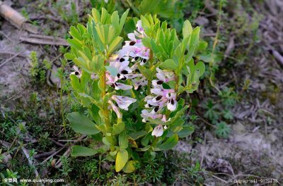 ​中药材蚕豆花