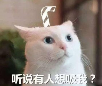 ​现在吸猫一族越来越多，吸猫真的很有快感吗？