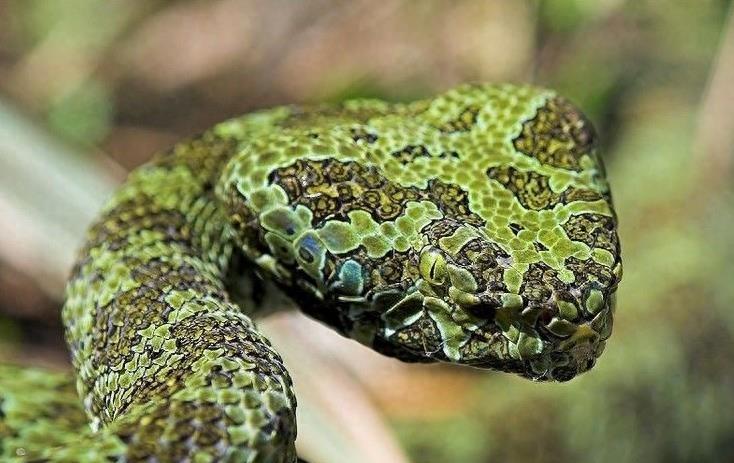 中国濒危动物:莽山烙铁头蛇,曾被炒到100万一条