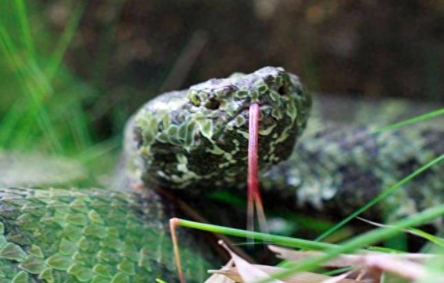 中国濒危动物:莽山烙铁头蛇,曾被炒到100万一条