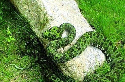 中国濒危动物:莽山烙铁头蛇,曾被炒到100万一条