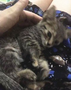 ​女孩花20元买了只猫，几个月后却感到后悔了：真是便宜没好货