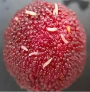 ​杨梅里的小白虫是什么，可以吃吗？