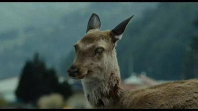 ​美国黄石公园惊现「僵尸鹿」病！专家称未来不排除传人风险！