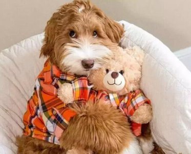 ​拉布拉多贵宾犬，软萌的贴心小棉袄