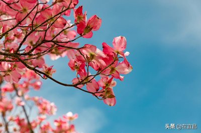 ​不负期待，如约而至！4月18日，宜昌百里荒与您共赴春之约！