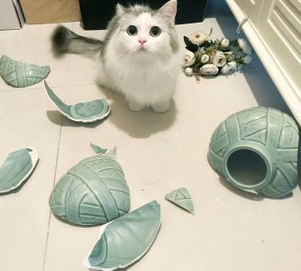 ​为什么那么多人养了猫就后悔？原因有6点