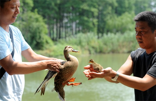 图说武汉｜昔日垃圾填埋场，如今鸟类栖息地