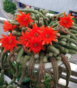 ​白檀仙人掌怎么养？通过2方面，顺利开爆花，不停生小崽