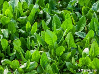 ​处暑后适合种植这些蔬菜，抓紧种植，南方可以一直种植到来年春天