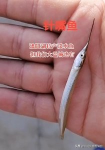 ​杭州西湖出现的怪鱼，其实就是几十年前的“针嘴鱼”