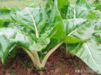 ​农村用来喂猪的牛皮菜，这样炒味道超赞，香辣下饭，成本不到3元