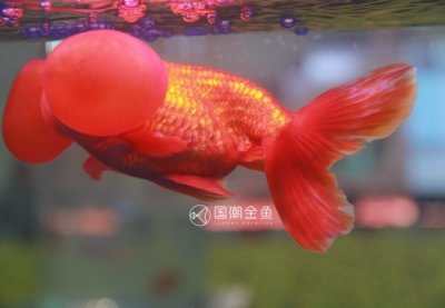 ​金鱼志 | 水泡金鱼 13