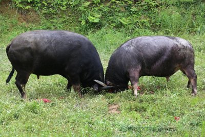 ​乡村牛打架故事之一