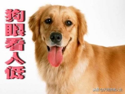 ​“狗眼看人低”这句话的寓意和本质看人性的丑态