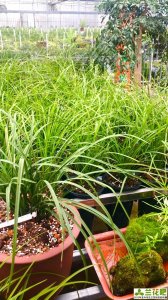 ​野生兰花全面禁止采挖，包含所有兰花，私自采挖出售和购买都违法