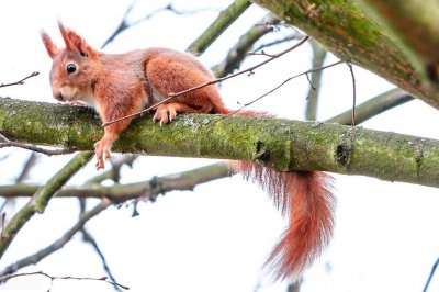 ​一个你以为知道但多半不了解的问题：常吃的松子到底长在啥树上？