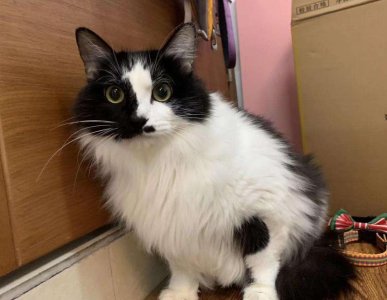 ​经常打猫咪，会有这7个后果，主人了解一下