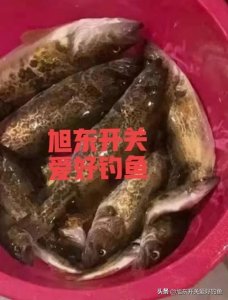 ​鳜鱼桂鱼钓法，你学会了吗？