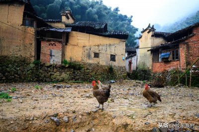 ​农村驱蛇有绝招，门前种植这种草，种过的农民都说管用