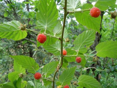 ​山莓是一种什么样的植物？