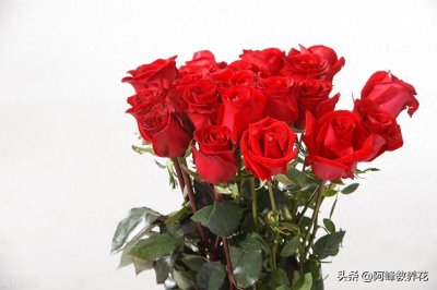 ​玫瑰花花语是什么？不同朵数都有哪些美好寓意？