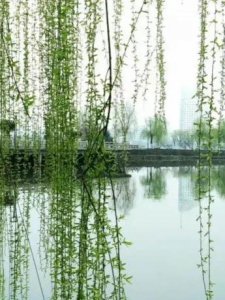 ​上联：春风剪柳丝丝绿，求联友对下联？