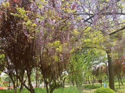 ​嘉定还有一片紫藤花海！你不一定知道