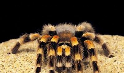 ​食人鱼你知道那么食人蛛呢？太恐怖你肯定不知道