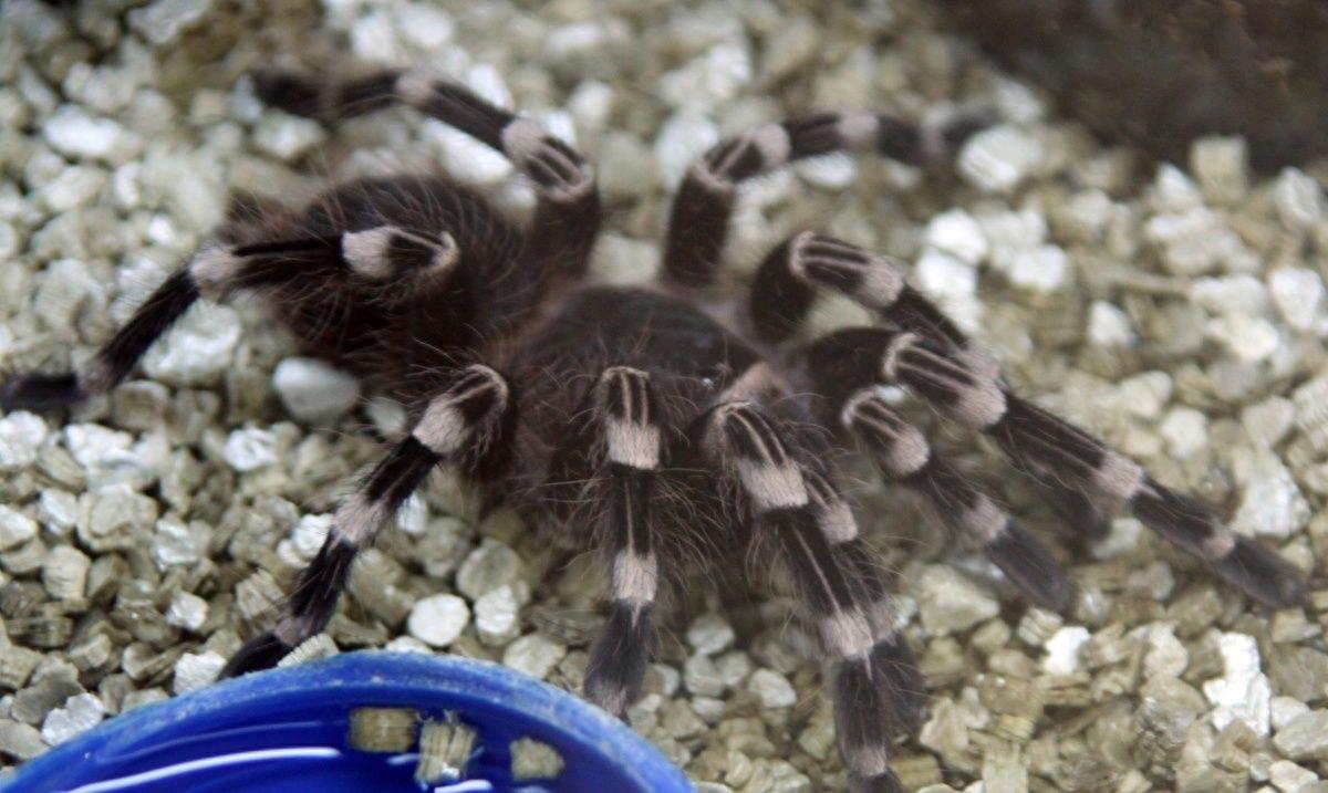 食人鱼你知道那么食人蛛呢？太恐怖你肯定不知道