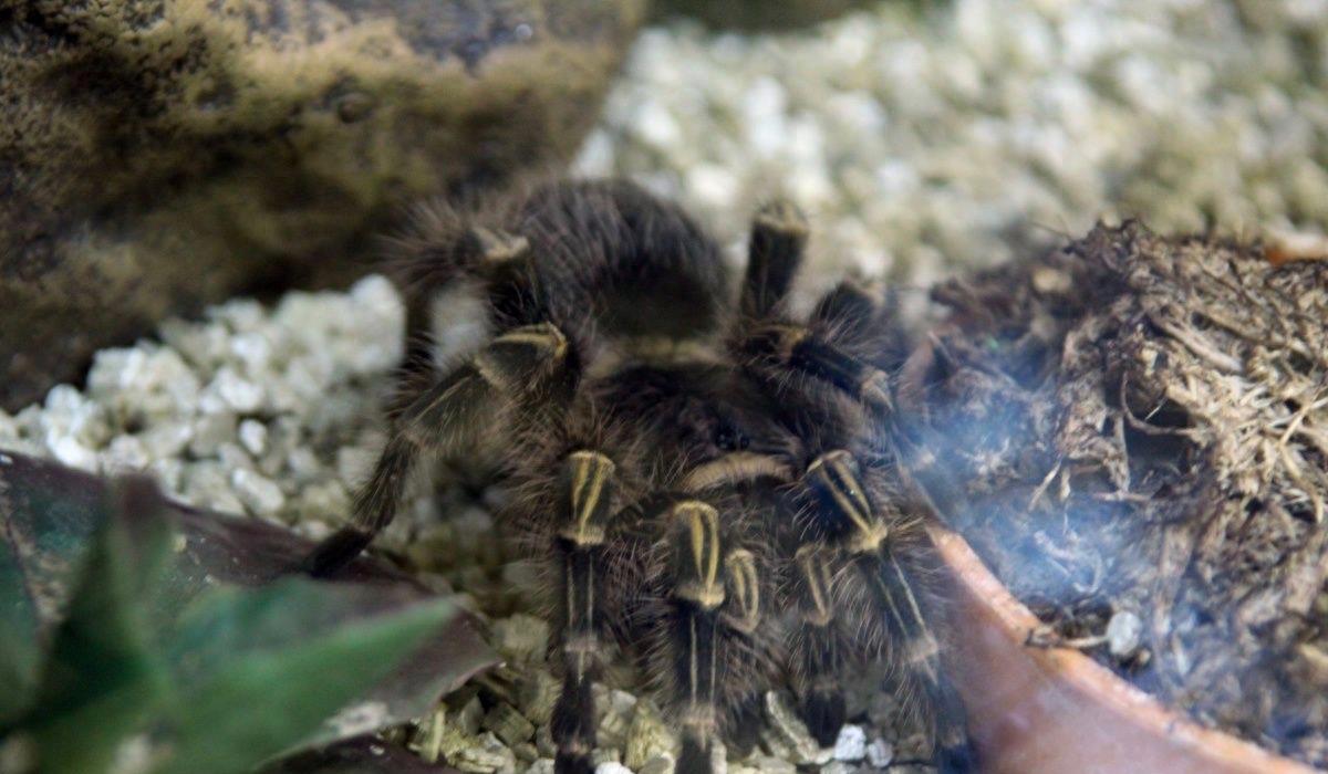 食人鱼你知道那么食人蛛呢？太恐怖你肯定不知道