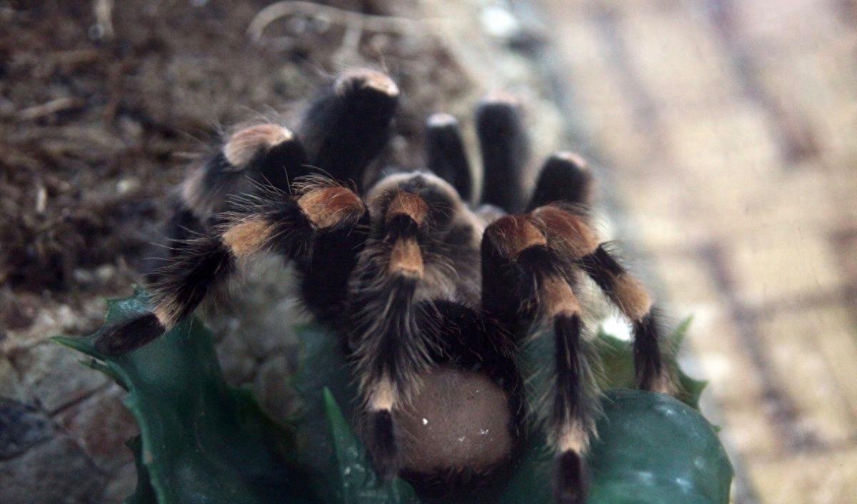 食人鱼你知道那么食人蛛呢？太恐怖你肯定不知道