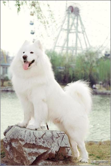 盘点犬中的微笑天使萨摩耶，真是人见人爱，花见花开