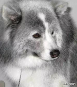 盘点犬中的微笑天使萨摩耶，真是人见人爱，花见花开